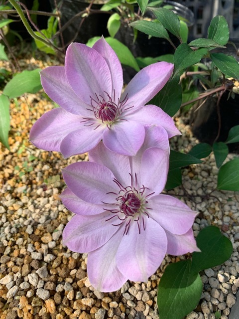 桃花カザグルマ　花色変わり　渥美裏紅カザグルマではありません～園芸のいのうえ屋_f0321023_07022167.jpg