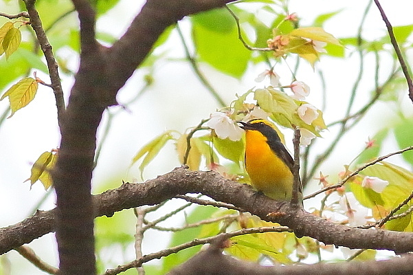 山桜にキビタキが、オオルリも_e0413627_16254304.jpg