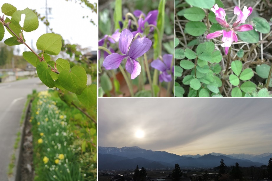 芽吹きが進んで_a0212730_17355725.jpg
