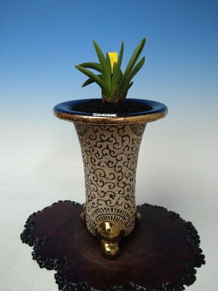 日本春蘭 (仮)岩手山 : 蘭万園日記