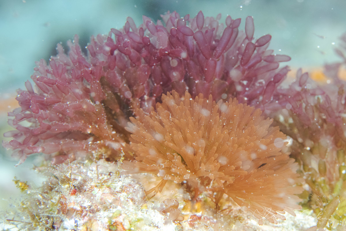 コブシメと海底の花_b0186442_21083224.jpg