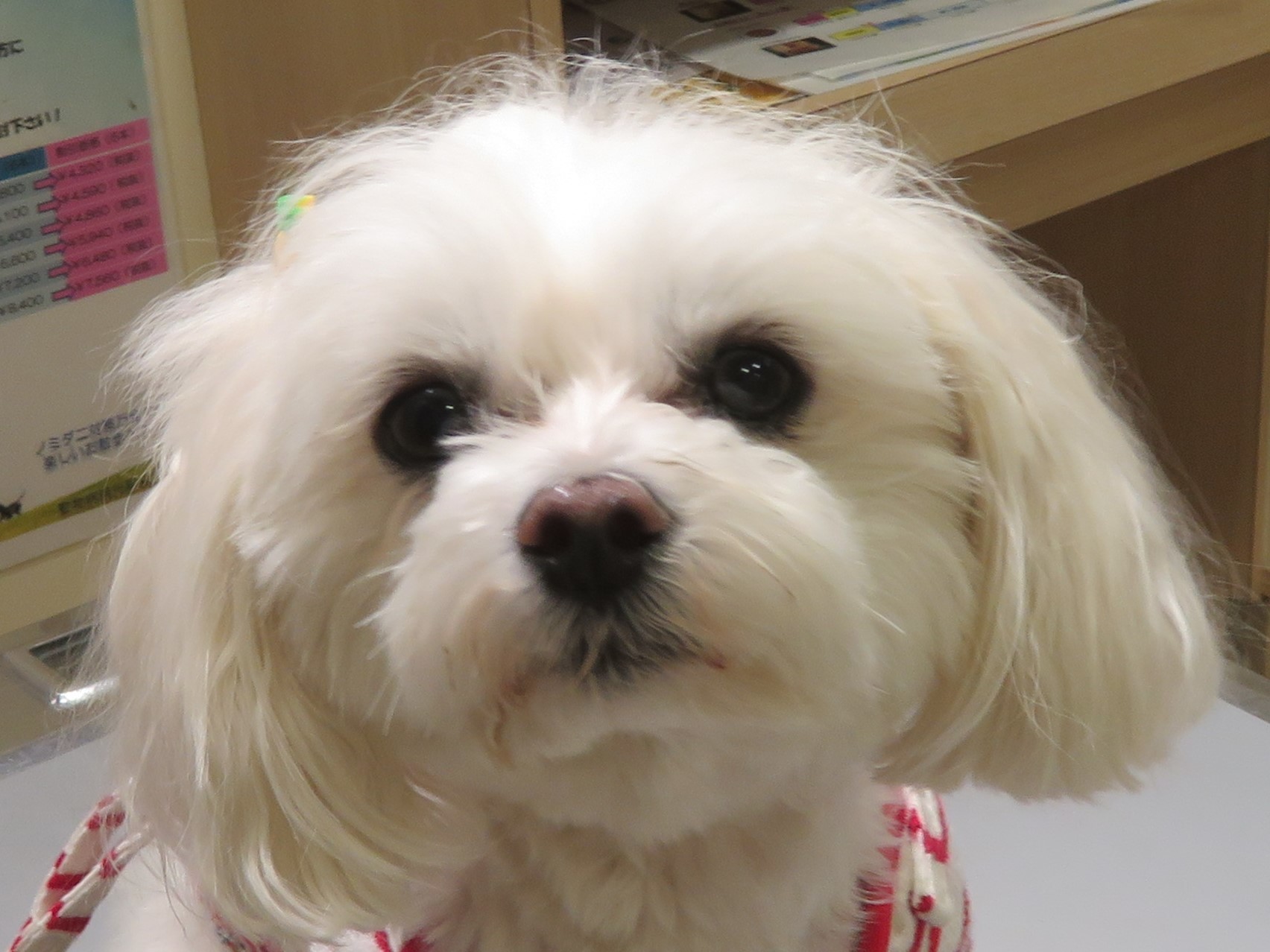 4月23日の写真_c0174644_13071767.jpg
