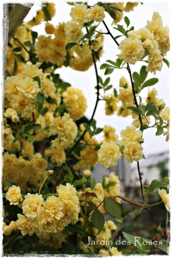 満開の黄モッコウと剪定の時期 La Rose 薔薇の庭