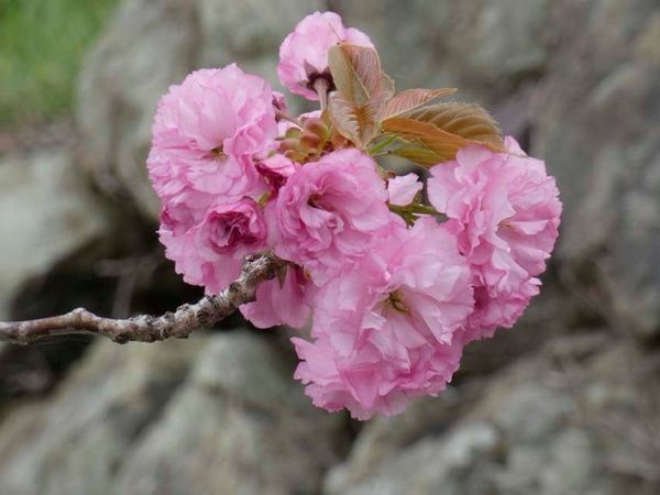 八重桜の季節_f0014205_14360093.jpg