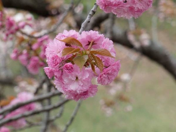 八重桜の季節_f0014205_14360165.jpg