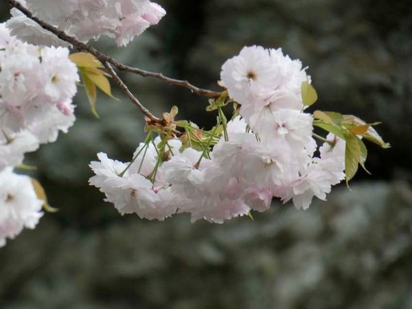 八重桜の季節_f0014205_14360168.jpg