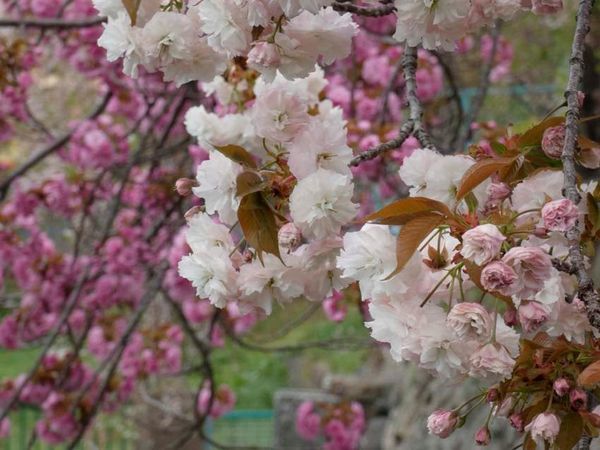 八重桜の季節_f0014205_14360170.jpg