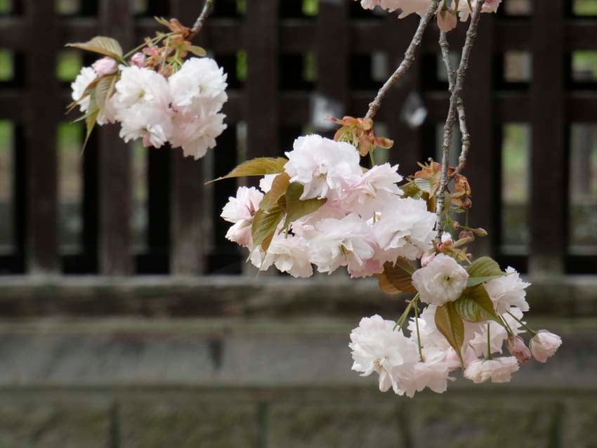 八重桜の季節_f0014205_14360193.jpg