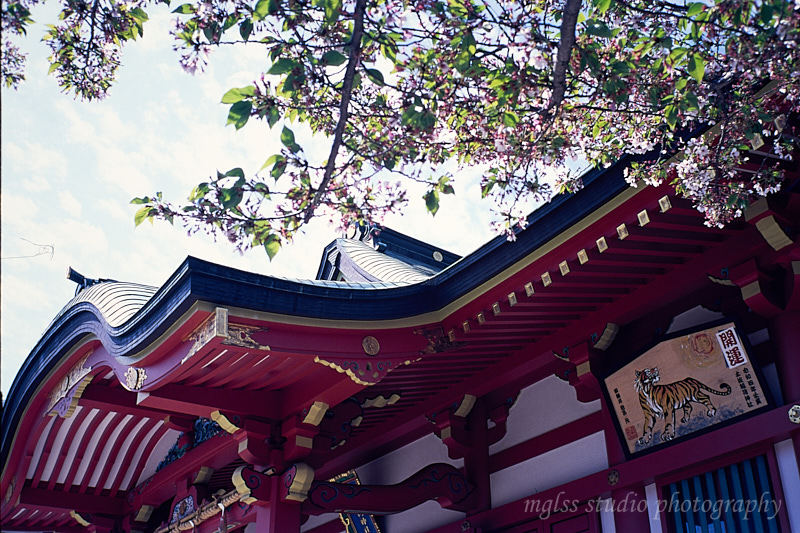 土佐稲荷神社の桜が散ったあと_f0145608_20380288.jpg