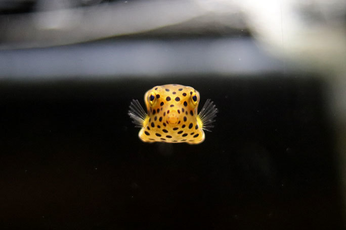 赤ちゃん水族館 いろいろな赤ちゃんゾーン ミナミハコフグと引き潮に残された魚たち ヨコハマおもしろ水族館 続々 動物園ありマス 赤ちゃん水族館 いろいろな赤ちゃんゾーン ミナミハコフグと引き潮に残された魚たち ヨコハマおもしろ水族館 続々 動物園ありマス