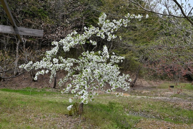 大同桜の子孫と対面_e0349817_22560860.jpg