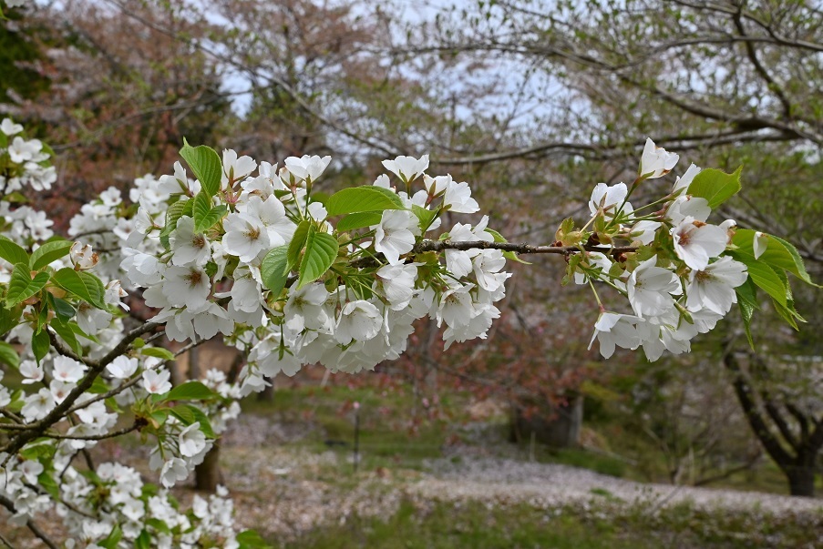 大同桜の子孫と対面_e0349817_22561518.jpg