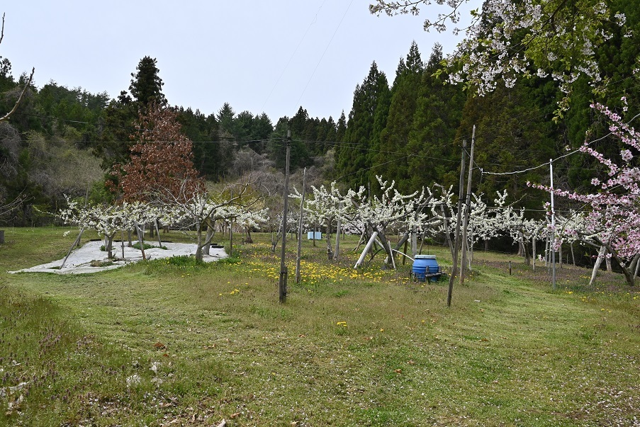 大同桜の子孫と対面_e0349817_22562479.jpg