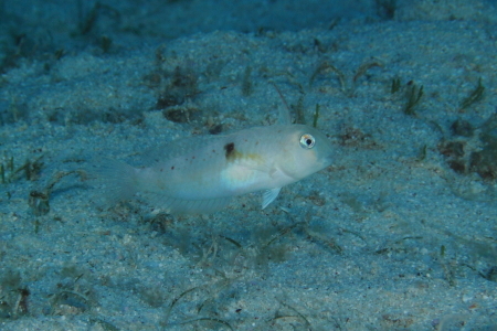 ２２．４．２４　ベラ・骨汁_b0100730_20141531.jpg