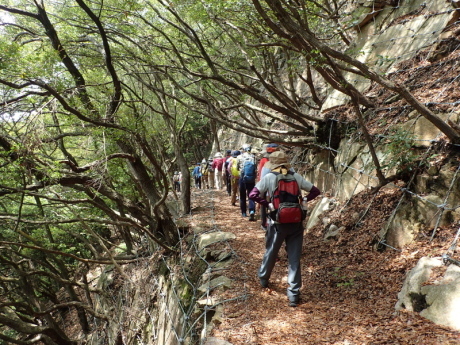 太山寺原生林(観音山)_c0218841_14014828.jpg