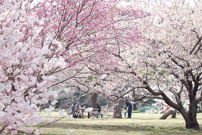 相模原公園・ハルメキ_b0049843_07294057.jpg