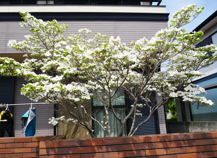 　　ハナミズキ　　２０２２-０４-２７　００：００ 　_b0093754_23113957.jpg