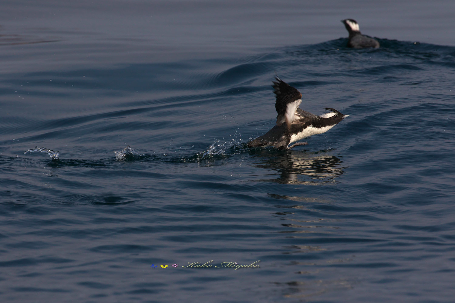 カンムリウミスズメ（Japanese murrelet）・・・４_d0013455_17054842.jpg