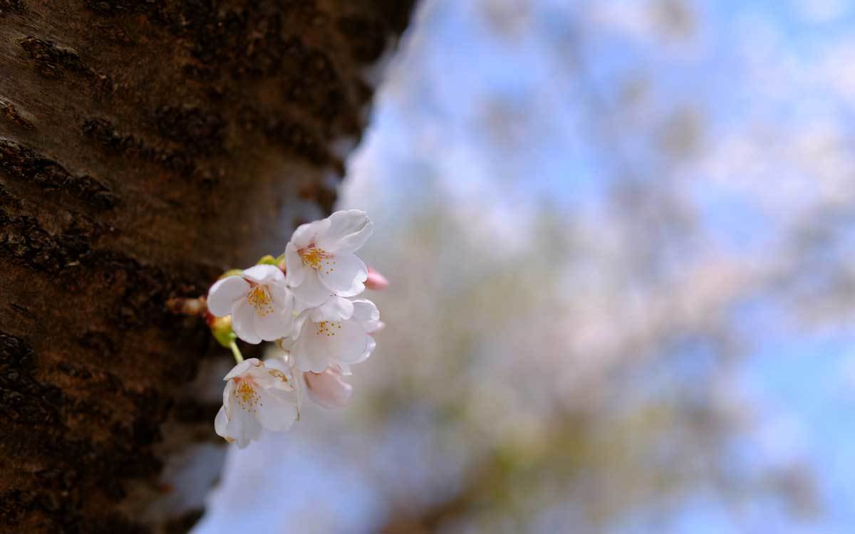 近所の桜_e0220159_16014400.jpg
