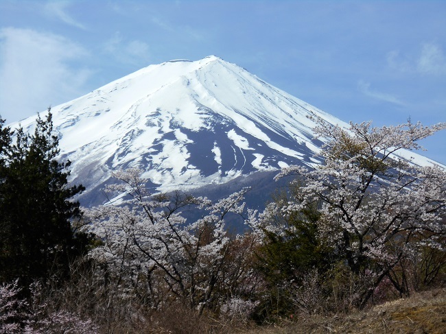 今が春真っ盛り！_d0153860_15135519.jpg