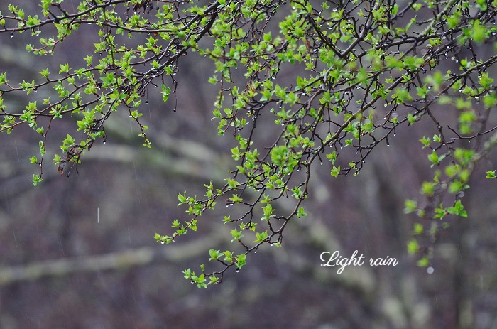 お昼から小雨_b0341869_15470442.jpg