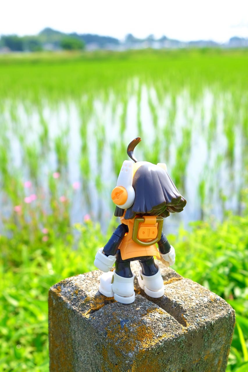紫陽花と畑とRookie_f0166684_10510584.jpg