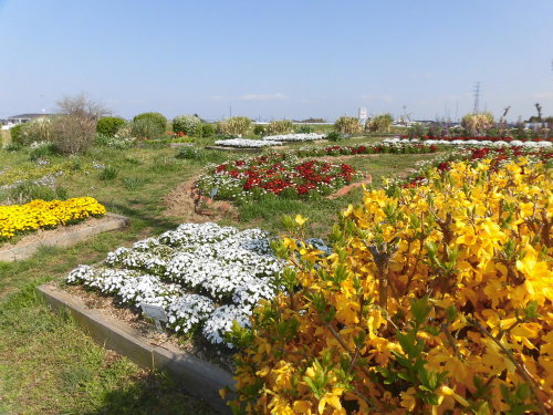 花畑の土曜日・・_d0257693_23245508.jpg