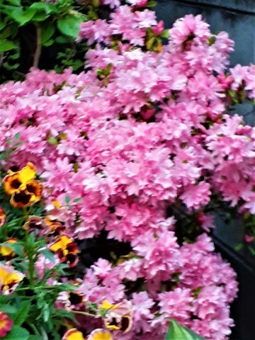 春　真っ盛り！　ご近所の花々_b0364298_16340617.jpg