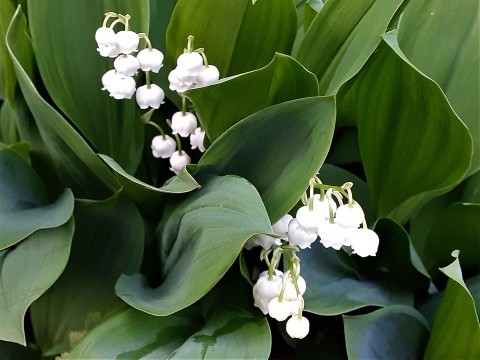 春　真っ盛り！　ご近所の花々_b0364298_16342984.jpg