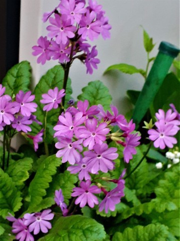 春　真っ盛り！　ご近所の花々_b0364298_16344293.jpg
