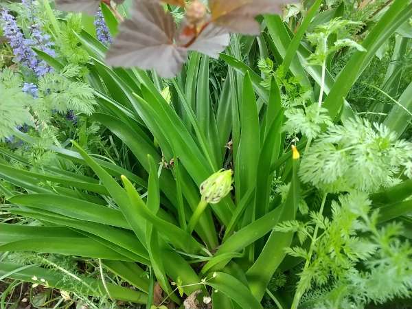 シラーベルビアナと Natural Garden Shueの庭いじりと日々の覚書き シラーベルビアナと Natural Garden Shueの庭いじりと日々の覚書き