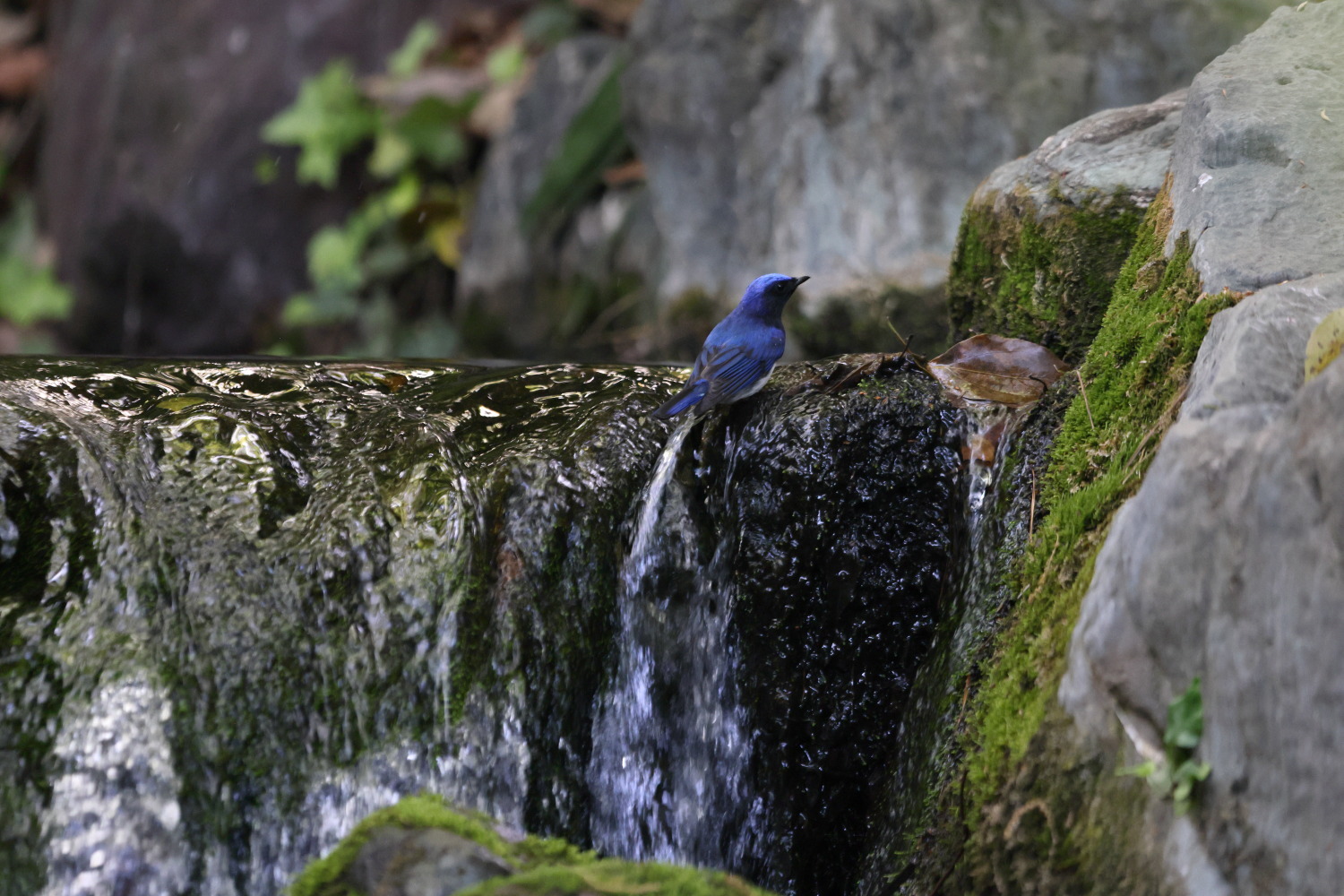 オオルリ 水飛沫の 天の川_f0369315_20083264.jpg