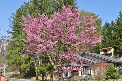 乗鞍高原もサクラの花が咲いてきました～。_a0353718_10073707.jpg