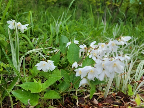 Took a walk..._f0126121_12224212.jpg