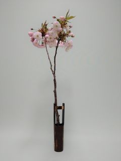 八重桜の蕾_c0165824_21245709.jpg