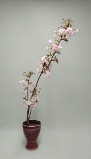 八重桜の蕾_c0165824_21254257.jpg