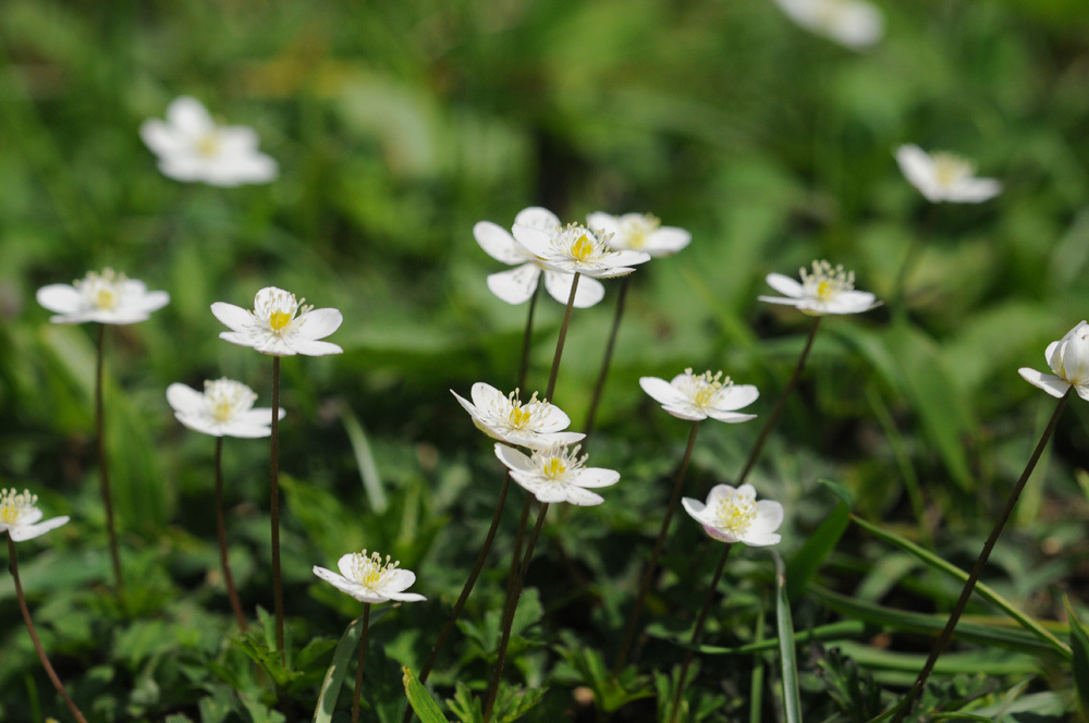 由布山麓の花々_c0049537_19323548.jpg