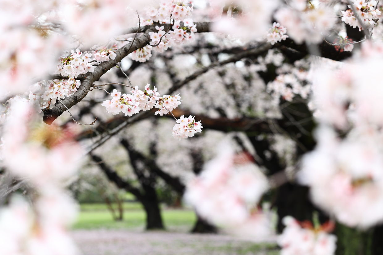 この春ゲットした桜写真^^_f0099040_19295320.jpg