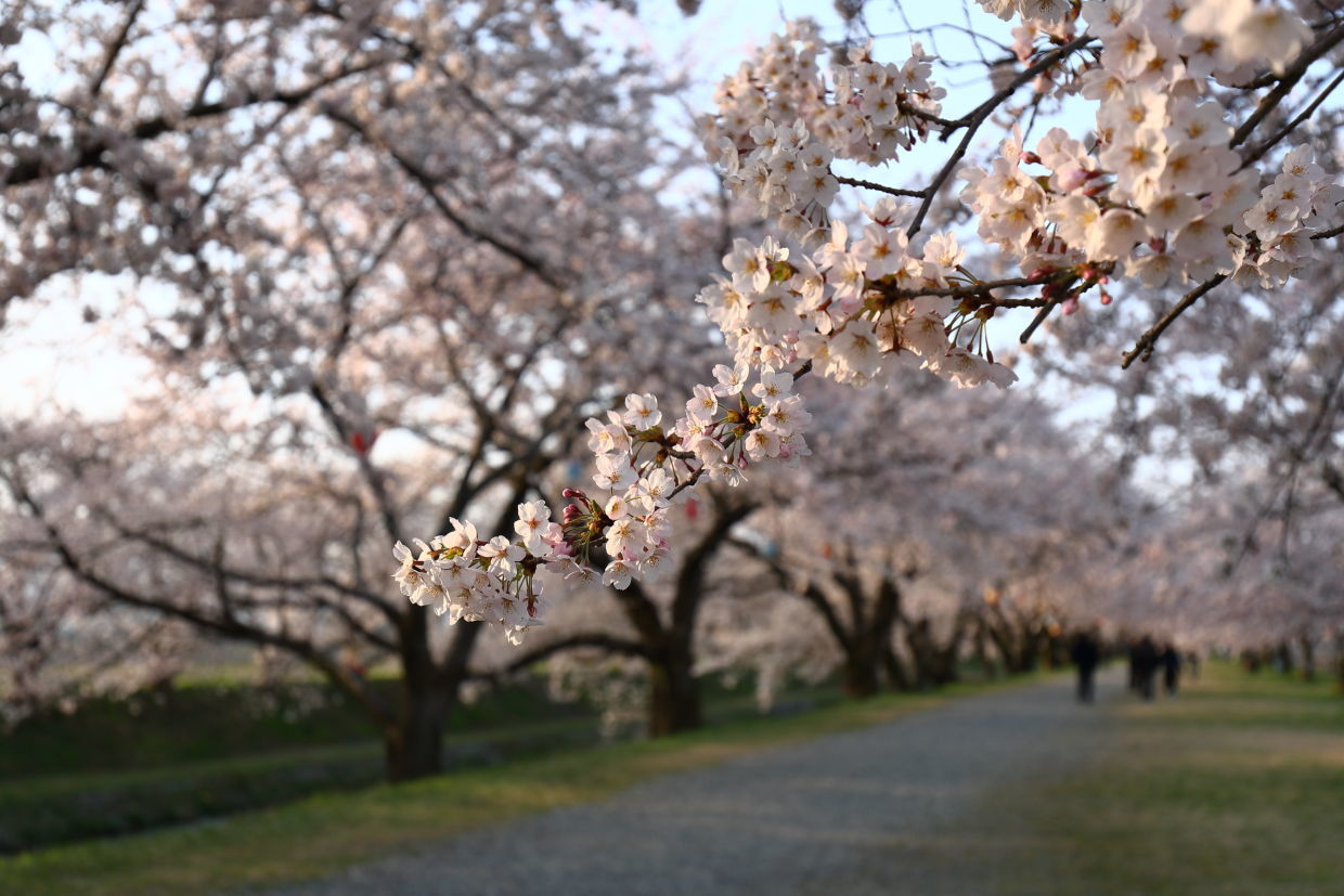 この春ゲットした桜写真^^_f0099040_19413920.jpg