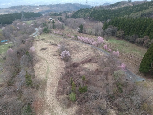 開花情報_b0365347_07310577.jpg