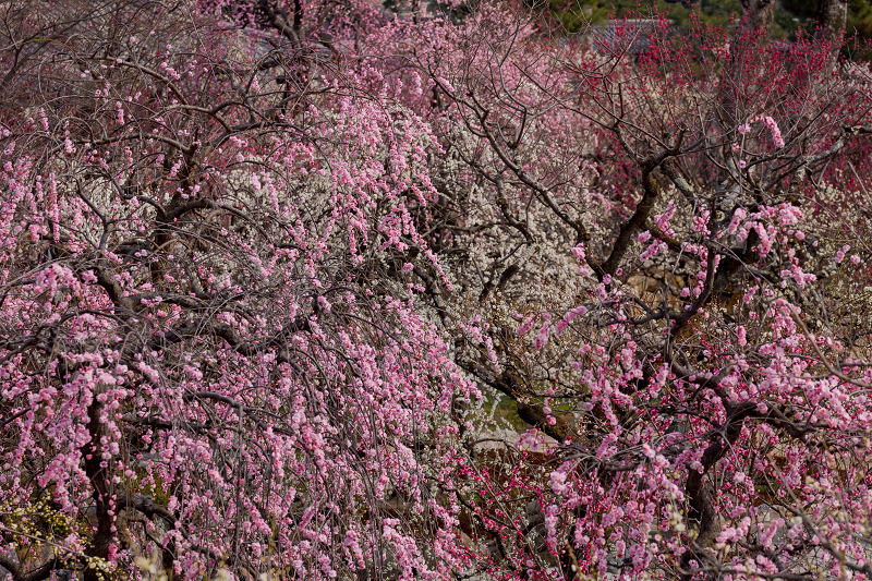 梅咲く京都　梅苑「花の庭」（北野天満宮・後編）_f0155048_23204853.jpg