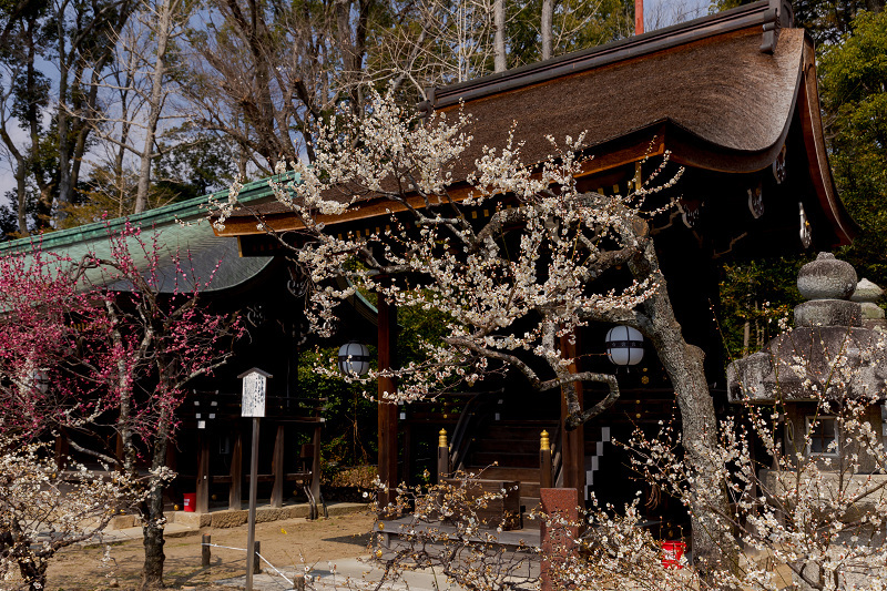 梅咲く京都　梅苑「花の庭」（北野天満宮・後編）_f0155048_23230486.jpg