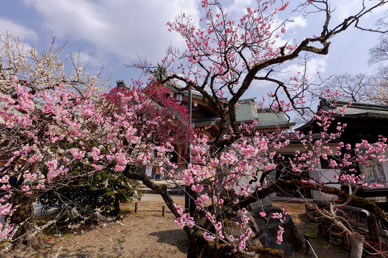 梅咲く京都　梅苑「花の庭」（北野天満宮・後編）_f0155048_23231524.jpg