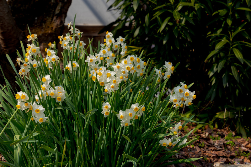 梅咲く京都　梅苑「花の庭」（北野天満宮・後編）_f0155048_23232151.jpg