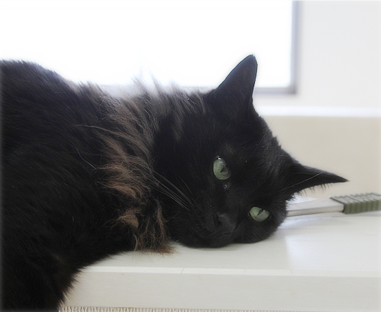 ぐだる猫_a0389088_15155103.jpg