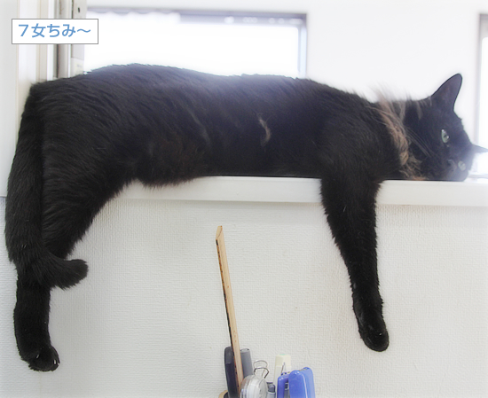 ぐだる猫_a0389088_15155145.jpg