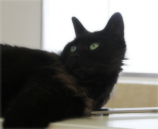 ぐだる猫_a0389088_15155155.jpg