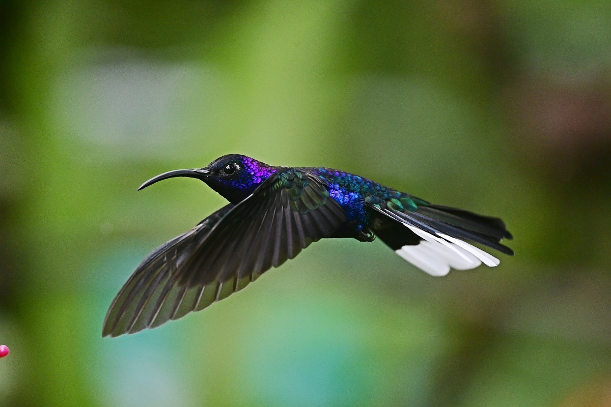 ハチドリの仲間達 Waterfront