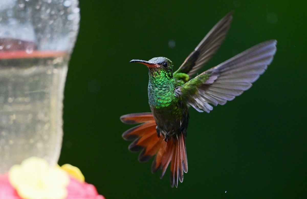 ハチドリの仲間達 Waterfront