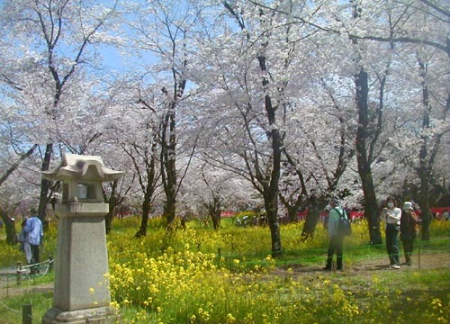 ●神社の造形―平野神社の桜、その2_d0053294_01165275.jpg